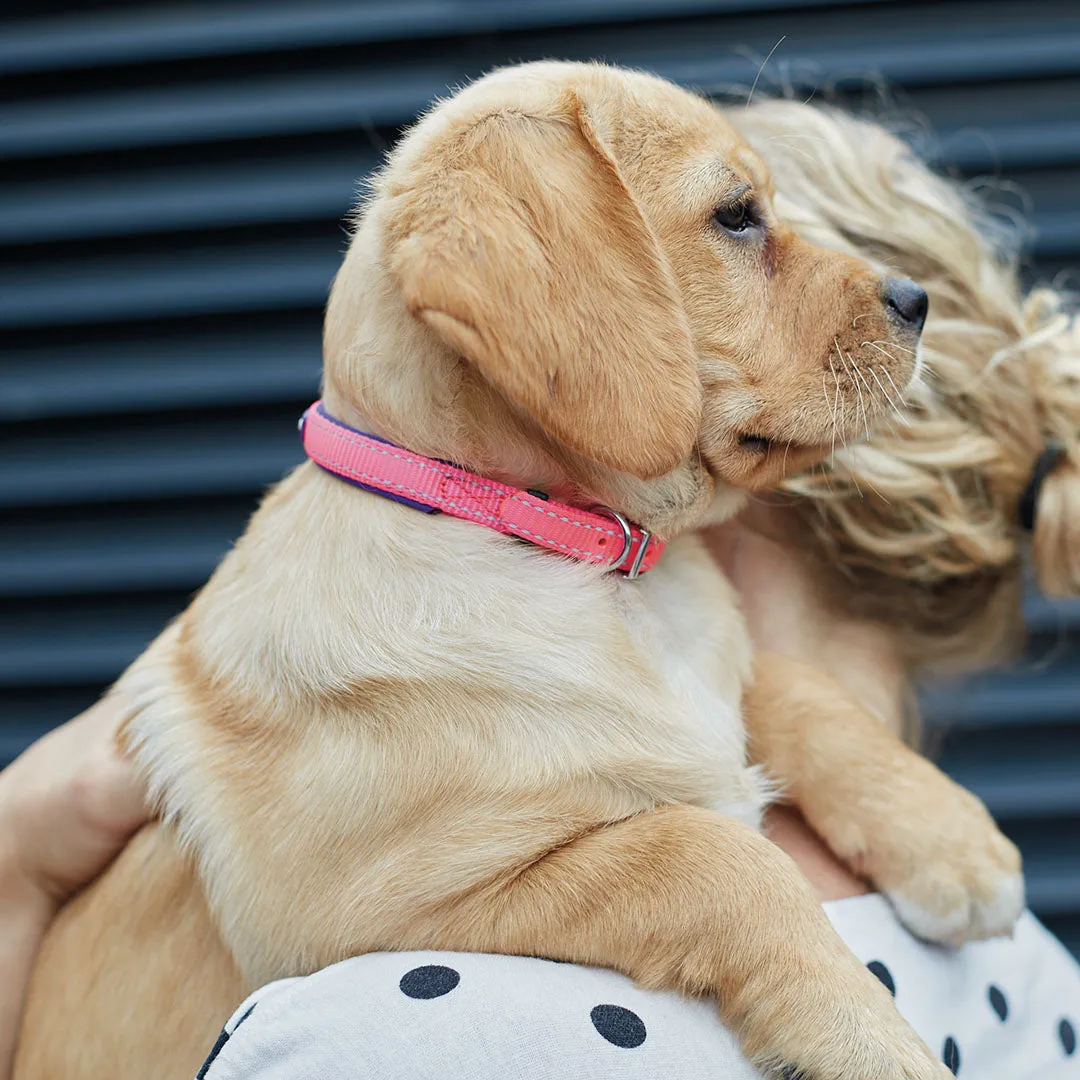 Active Dog Collar - Bloom Burst