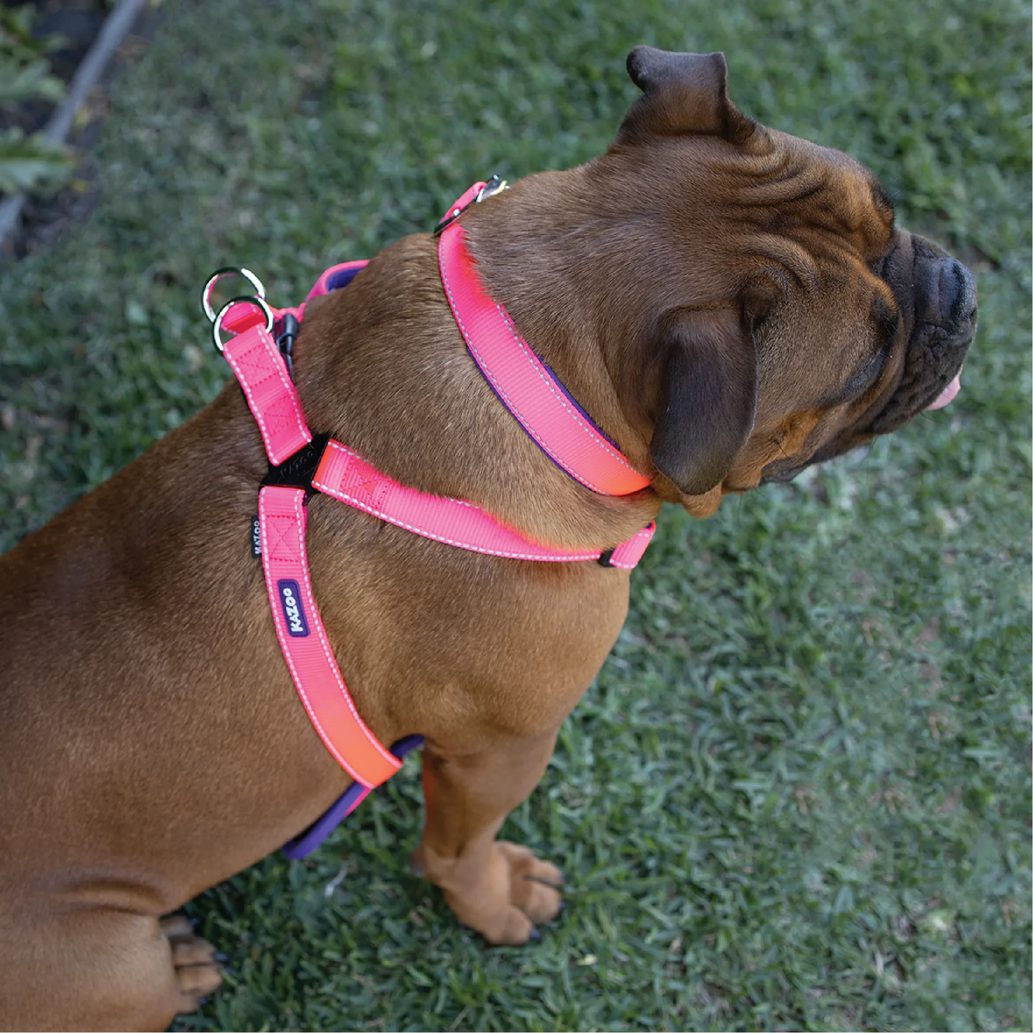 Active Dog Collar - Bloom Burst