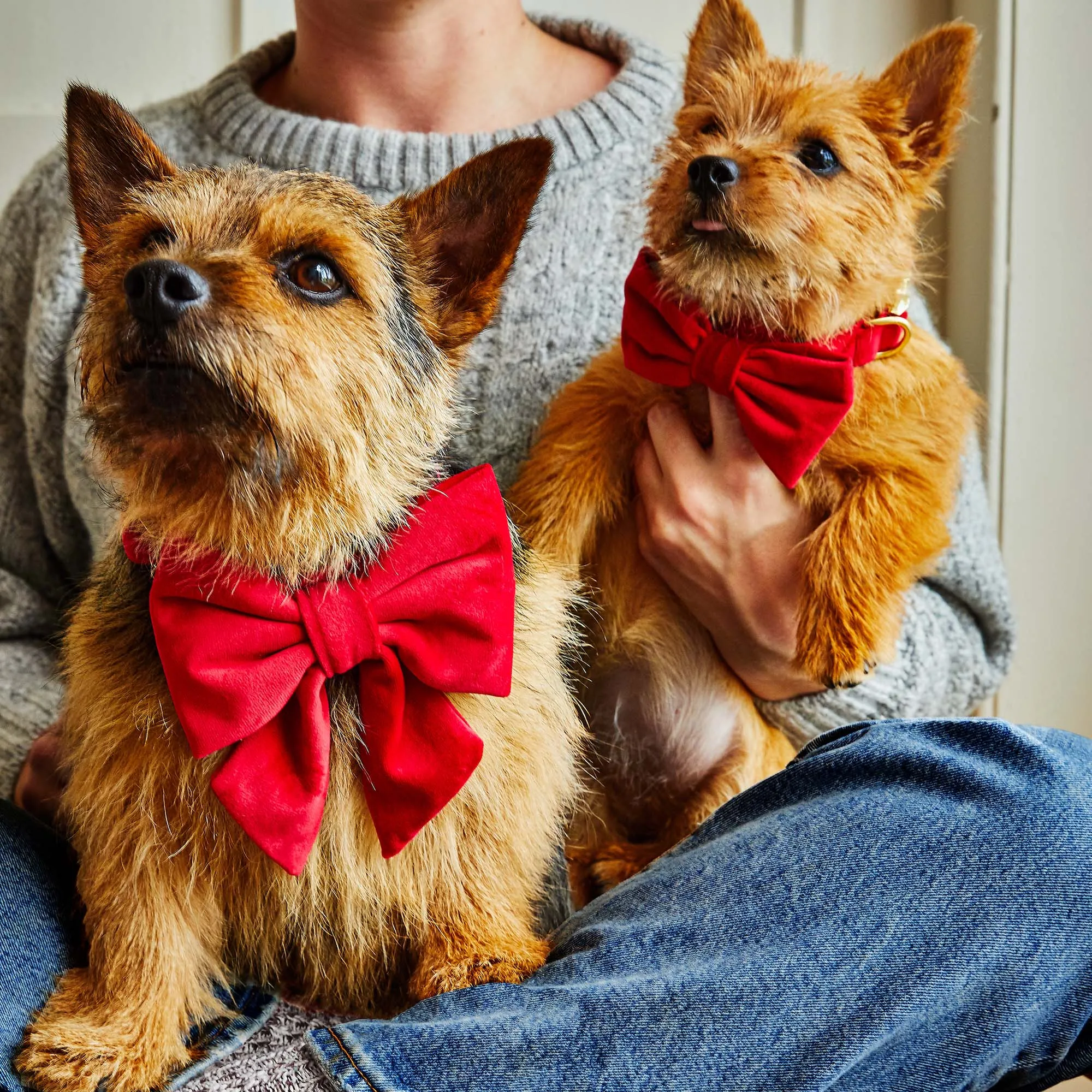 Cranberry Velvet Lady Bow Collar