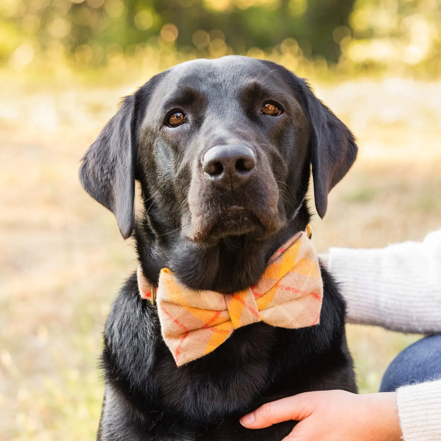 Mustard Plaid Flannel Dog Bow Tie